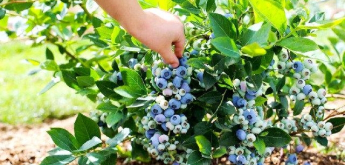 The revolution of new blueberry varieties